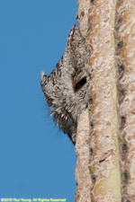 owl sleeping in cactus